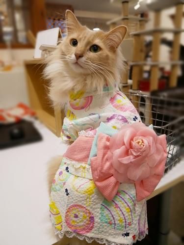 七夕は猫達が浴衣でお出迎え cat cafe nyanny 神戸店