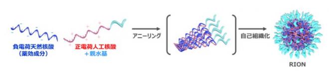 国立研究開発法人科学技術振興機構（JST）知財部主催オンラインセミナーのご案内　核酸医薬用DDSナノ粒子RIONの紹介　(愛知工業大学・宮本寛子講師)