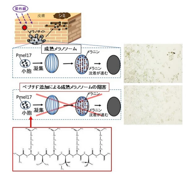 【バイオ】皮膚のシミの形成に関わるメラノソームを抑制するペプチド