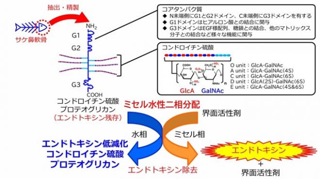 【バイオ】新規再生医療等材料～エンドトキシン除去プロテオグリカン～